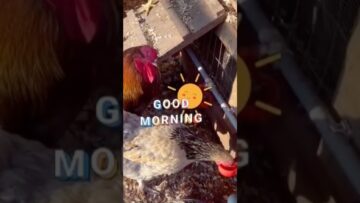 [ID: 4lWC7DuegVQ] Youtube Automatic