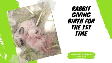 [ID: 4n2q6Hv9W04] Youtube Automatic