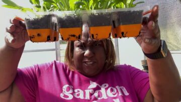 [ID: 4qfHhI5nqLU] Youtube Automatic