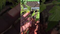 [ID: 4SmBVN00YzU] Youtube Automatic