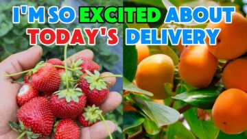 [ID: 4T3yVRGY7qs] Youtube Automatic