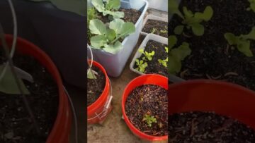 [ID: 4wFu0IP_OrM] Youtube Automatic