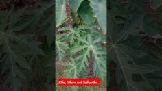 [ID: 4y63tMCapHk] Youtube Automatic