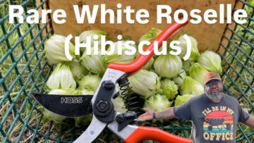 [ID: 4YwUUKdLMeg] Youtube Automatic