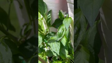 [ID: 54_aGTRNhys] Youtube Automatic