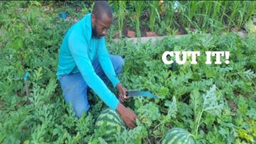 [ID: 5ajkUY4A10E] Youtube Automatic