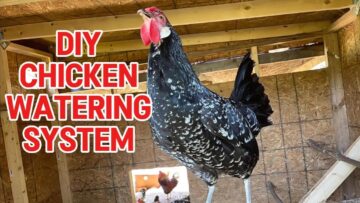 [ID: 5AkH47yFRTk] Youtube Automatic