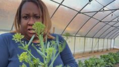 [ID: 5amaZ9i71WU] Youtube Automatic