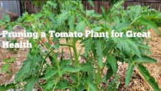 [ID: 5Cw6aTtaCvY] Youtube Automatic