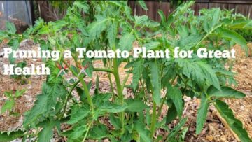 [ID: 5Cw6aTtaCvY] Youtube Automatic