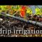 Drip Irrigation [the EASY way!]