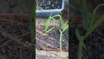 [ID: –5IDM3nSRo] Youtube Automatic