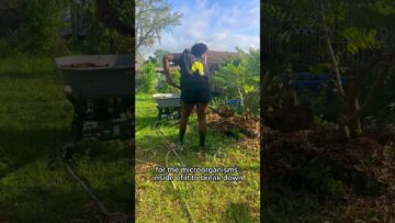 [ID: 5jjzB8QQ1GE] Youtube Automatic