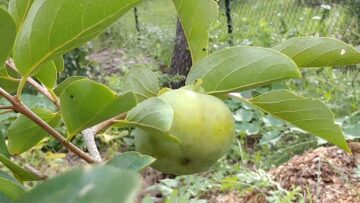 [ID: 5mniJZzmV44] Youtube Automatic