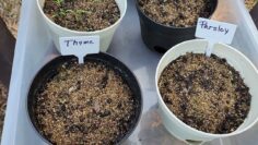 [ID: 5QfHdrmwm-k] Youtube Automatic