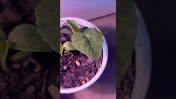 [ID: 5rBTDZ7yRcw] Youtube Automatic