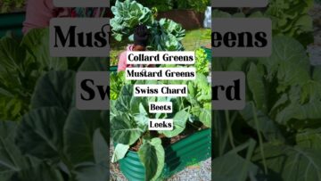 [ID: 5RfXEQg4POk] Youtube Automatic