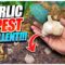 How to Grow Backyard Garlic?