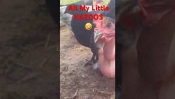 [ID: 5YQyf10BhE8] Youtube Automatic