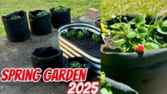 [ID: 5Z-T9n41nus] Youtube Automatic