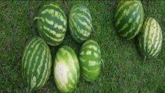 [ID: 6-IHdxTRVcI] Youtube Automatic