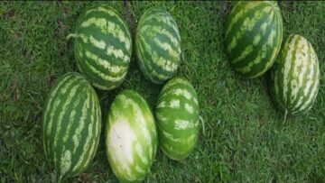 [ID: 6-IHdxTRVcI] Youtube Automatic