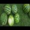 How to Sow Watermelon Seeds Indoors and Helpful Tips