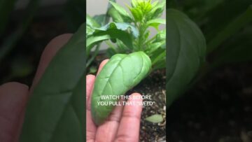 [ID: 67d2AtWezOs] Youtube Automatic