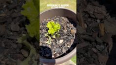 [ID: 69lr6pKQr4s] Youtube Automatic