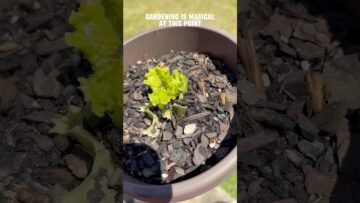 [ID: 69lr6pKQr4s] Youtube Automatic