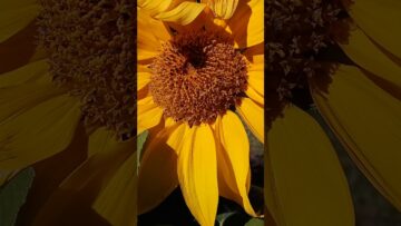 [ID: 6aSVfVTt1vs] Youtube Automatic