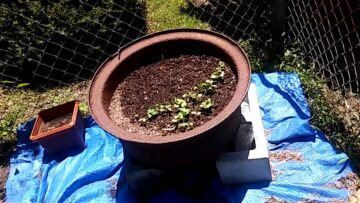 [ID: 6ayWxN_BZho] Youtube Automatic