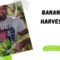 How To Harvest Bananas