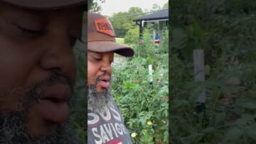 [ID: 6gDUas-Shys] Youtube Automatic