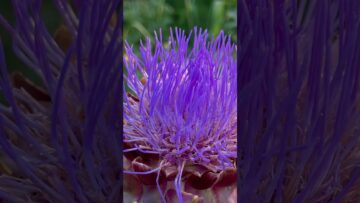 [ID: 6L-Q25VUruA] Youtube Automatic