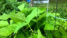 [ID: 6QiqxWgNhdY] Youtube Automatic