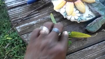 [ID: 6RczhO_W-t8] Youtube Automatic