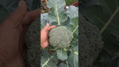 [ID: 6ufRlIs7HAQ] Youtube Automatic