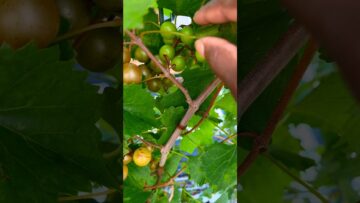 [ID: -6WqJOx-kMM] Youtube Automatic