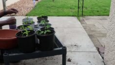 [ID: 6y0H8qiiUmk] Youtube Automatic