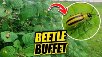 [ID: 73Evnisex50] Youtube Automatic