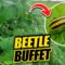 How to Fight the Cucumber beetle?