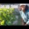 Cleaning up through garden|| Preparing for success | Urban garden