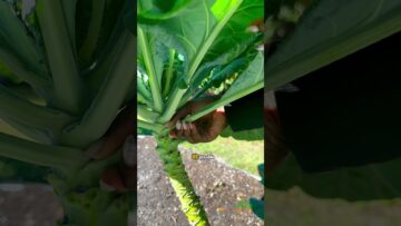 [ID: 7cAl4P7Fcok] Youtube Automatic