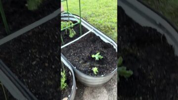 [ID: 7kQCtsY7Z5I] Youtube Automatic