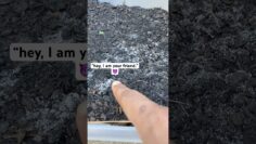 [ID: 7M-XVHMFWmI] Youtube Automatic