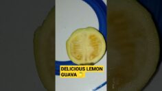 [ID: 7S7Gh9mTqgA] Youtube Automatic