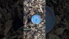 [ID: 7SoO8GPNZjk] Youtube Automatic