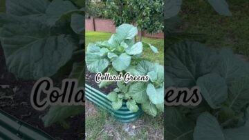 [ID: 7uAMH1Ws5Es] Youtube Automatic