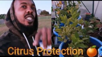 [ID: 8EzPXygcnD4] Youtube Automatic